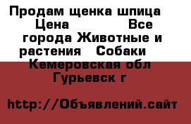 Продам щенка шпица.  › Цена ­ 15 000 - Все города Животные и растения » Собаки   . Кемеровская обл.,Гурьевск г.